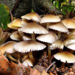जङ्गली च्याउ खाँदा एकै परिवारका ११ जना बिरामी