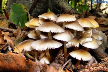 जङ्गली च्याउ खाँदा एकै परिवारका ११ जना बिरामी
